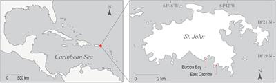 Early Life-History Dynamics of Caribbean Octocorals: The Critical Role of Larval Supply and Partial Mortality